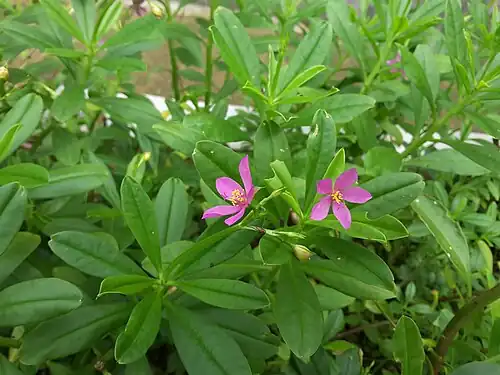 Talinum fruticosum flores e folhas