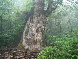 Jōmon Sugi (em japonês:  縄文杉), o maior espéciem de Cryptomeria conhecido (Yakushima, Japão).