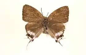 Manto hypoleuca