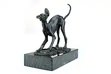 João da Silva: Galgo afegão