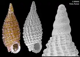 Joculator variabilis