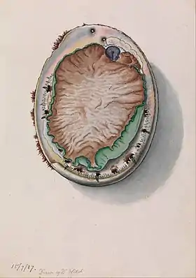 Pintura de H. laevigata vista por baixo, com o animal, feita em 1887 por John James Wild.