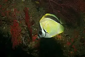 Johnrandallia nigrirostris