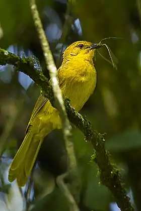 Joyful Greenbul song, recorded in Kitale, Kenya