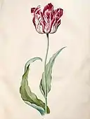 Do livro de tulipas (1643)