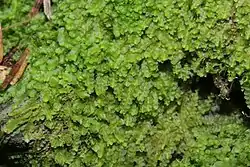 Jungermannia hyalina.