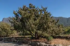 Juniperos cedrus no Jardim Botânico Viera y Clavijo (Gran Canaria)