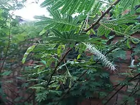 Jurema Preta, Folhas, Flores e Frutos