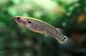 Fêmea de Kryptolebias marmoratus