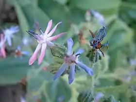 Caccinia crassifolia