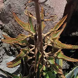 Planta amarelada devido a seca