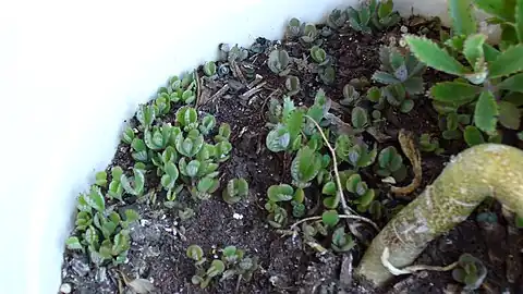 Brotos caídos no substrato