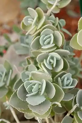 Kalanchoe millotii