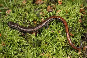 Plethodon cinereus
