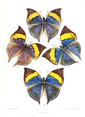 Ilustração com a vista superior da espécie K. limborgii, de Myanmar, Tailândia e península da Malásia.