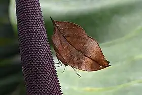 Vista inferior de K. inachus, mostrando seu aspecto de "borboleta-folha".