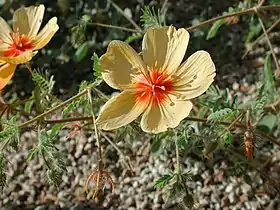 Kallstroemia grandiflora