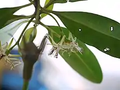 Flores de Kandelia candel.