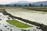 Campos de arroz em Karonga