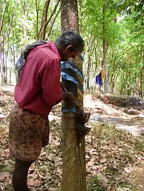 Plantação de caucho em Kerala, na Índia
