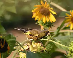 Carduelis sinica kawarahiba