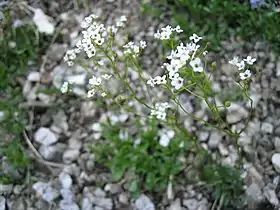 Kernera saxatilis