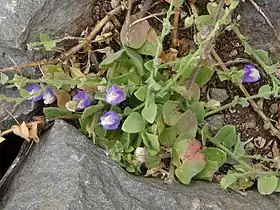 Kickxia commutata subsp graeca