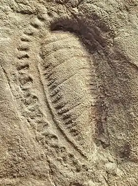 Fóssil de K. quadrata