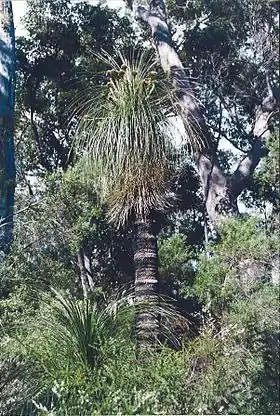 Kingia australis  em Fernhook Falls, Austrália Ocidental