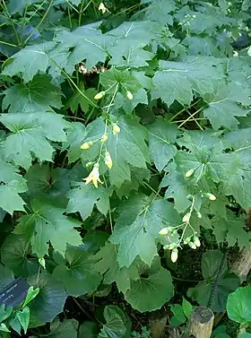 Kirengeshoma palmata