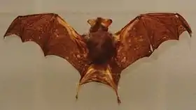 Morcego-nariz-de-porco-de-kitti.