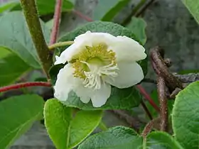 Flor de Actinidia deliciosa