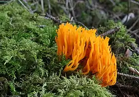 Calocera viscosa, um Dacrymycetes