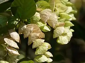 Flemingia strobilifera