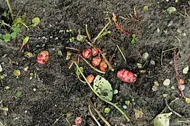 Tubérculos de Oxalis tuberosa no solo.