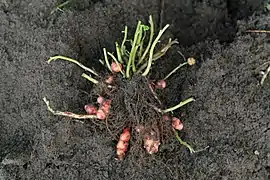 Raízes e tubérculos de Oxalis tuberosa.