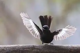 Knipolegus aterrimus