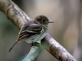 Hembra de pretinho-do-igapó no arquipélago de Anavilhanas, Novo Airão, Amazonas, Brasil