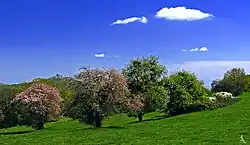 Horizonte de Ibéria Inferior