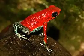 Oophaga granulifera