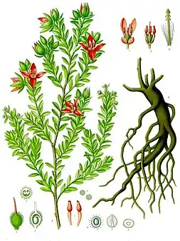 Krameria lappacea (ilustração do Köhlers Medizinal Pflanzen).