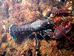 Lavagante (Homarus gammarus).