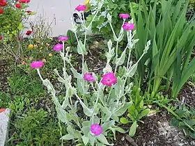 Lychnis coronaria