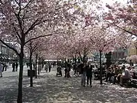 O parque na primavera