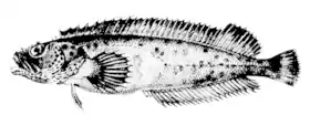 Auchenionchus microcirrhis