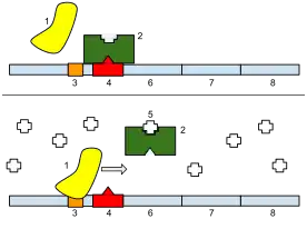 1: RNA polimerase; 2: Repressor; 3: Promotor; 4: Operador; 5: Lactose; 6: lacZ; 7: lacY; 8: lacA.
