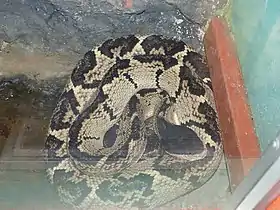 Lachesis melanocephala