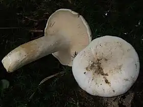 Detalhe da estipe e sua inserção na face inferior do "chapéu"