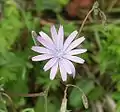 Flor de Lactuca perennis.