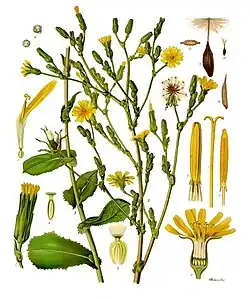 Lactuca virosa (ilustração de Köhler's Medizinal Pflanzen).